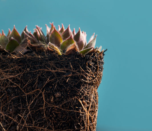 The Invisible Map: Why Roots Matter More Than Branches